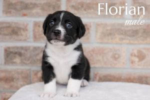 Florian