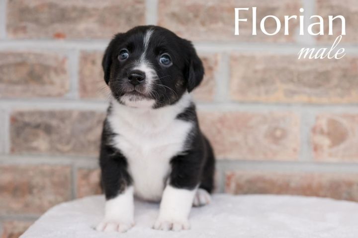 Florian 1