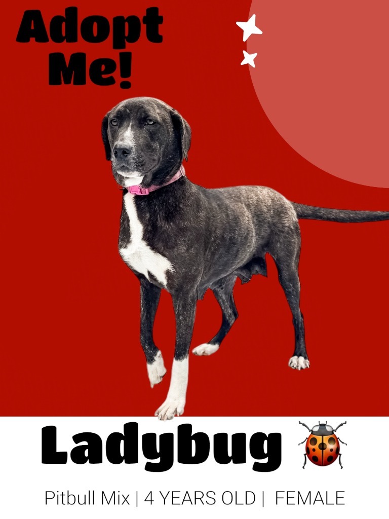 Ladybug