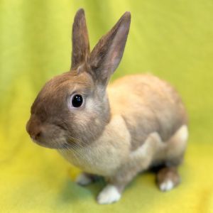 MY ADOPTION FEES ARE WAIVED Hi I am Hanna Im a small size 5 lb  spayed female short hair
