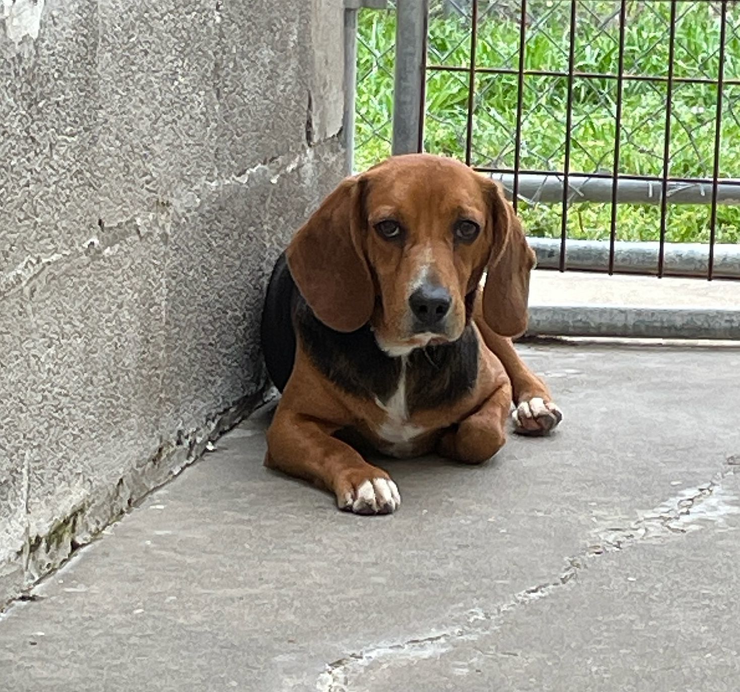 Finn