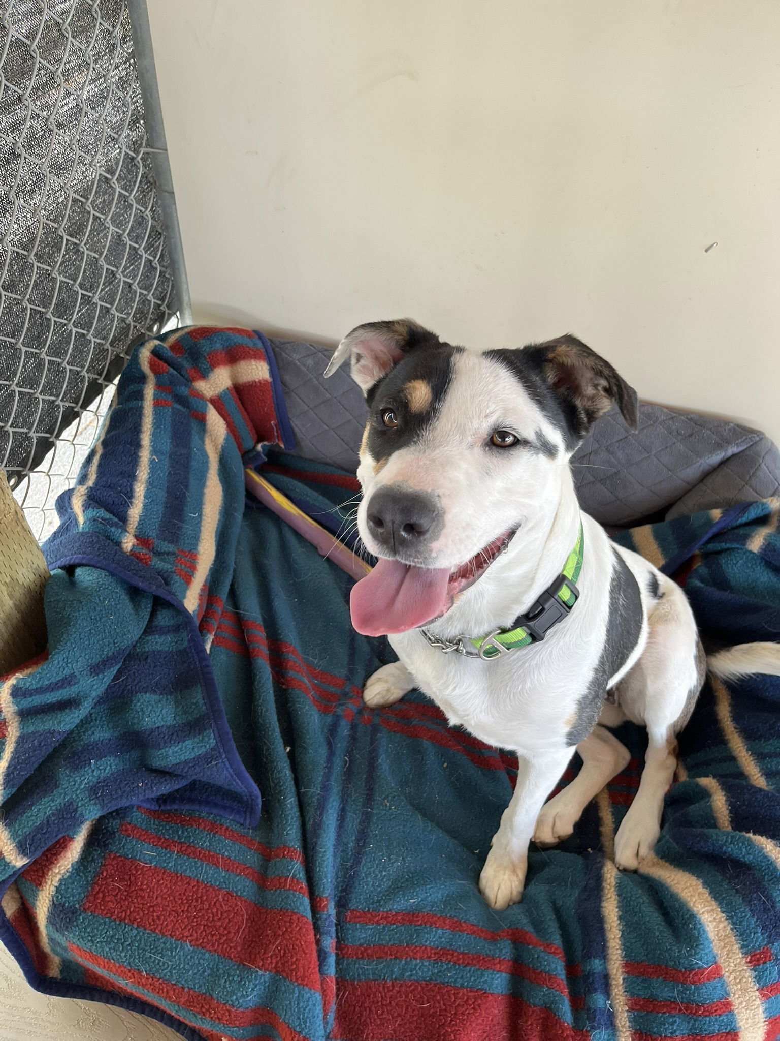 Nala, an adoptable Mixed Breed in Emmett, ID, 83617 | Photo Image 1