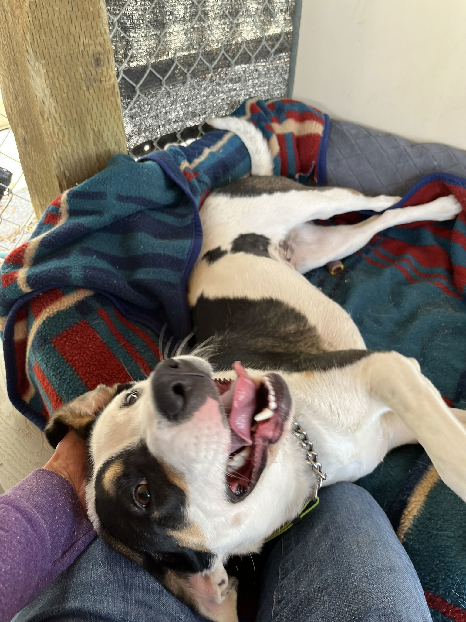 Nala, an adoptable Mixed Breed in Emmett, ID, 83617 | Photo Image 2