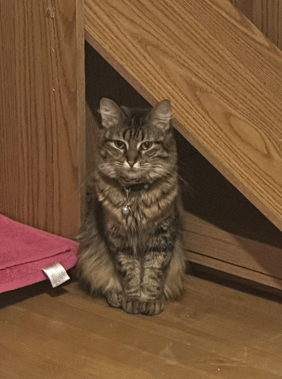Mimi bonded with Bear