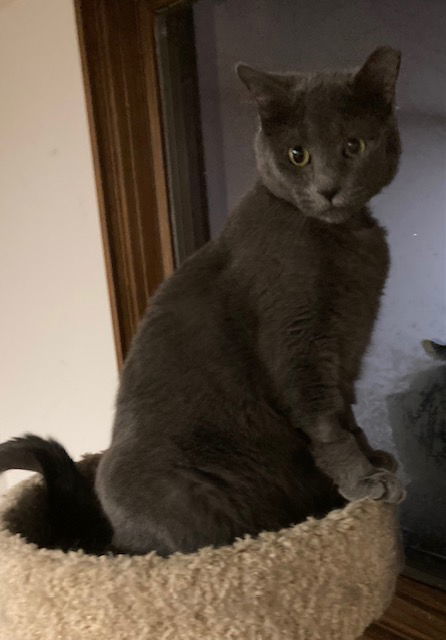 Grey