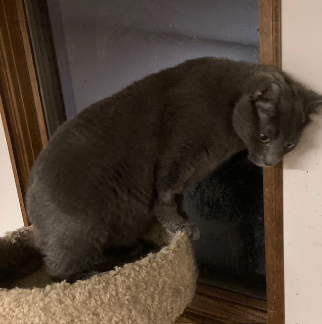 Grey