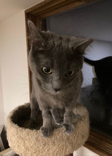 Grey
