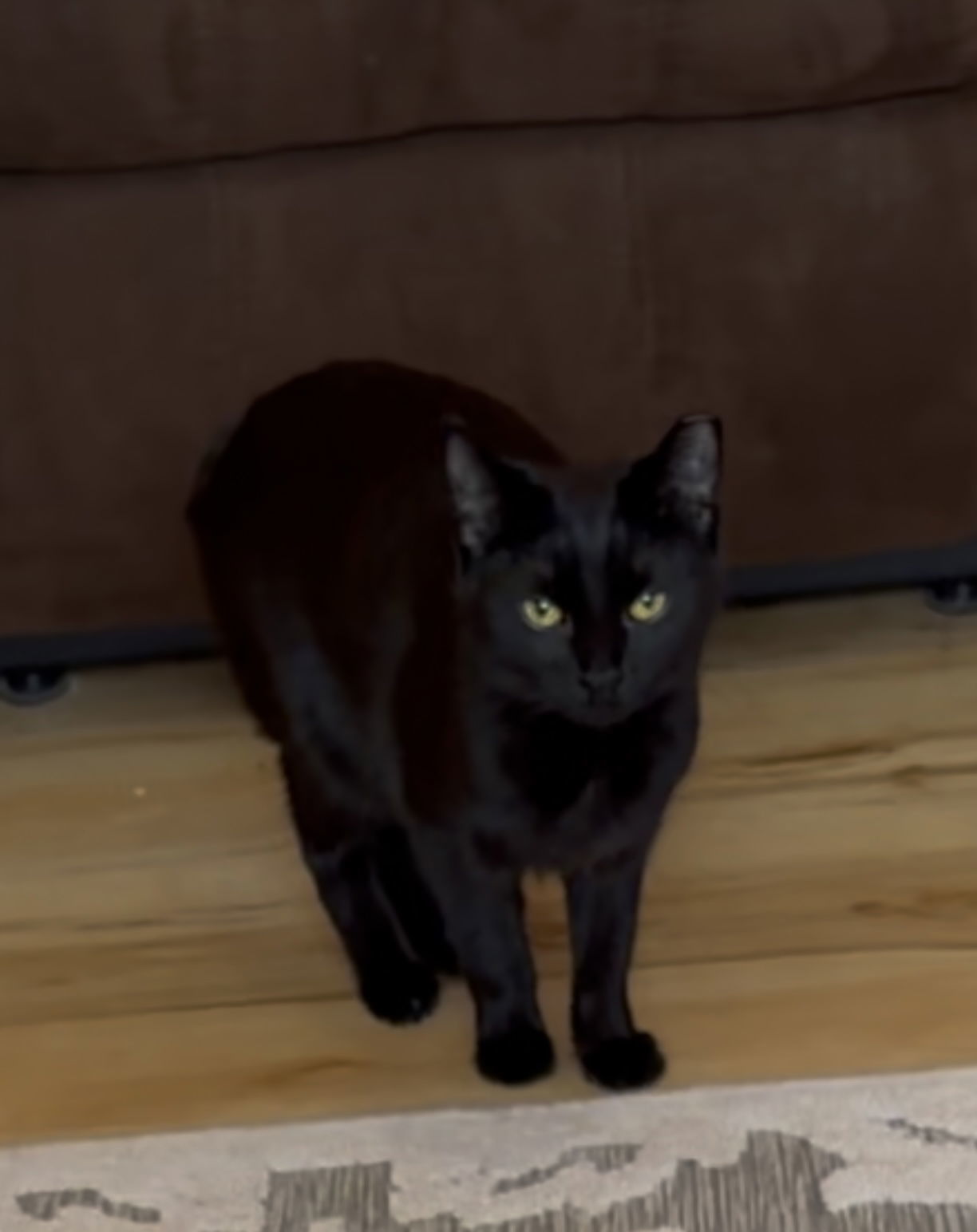 Bear bonded with Mimi