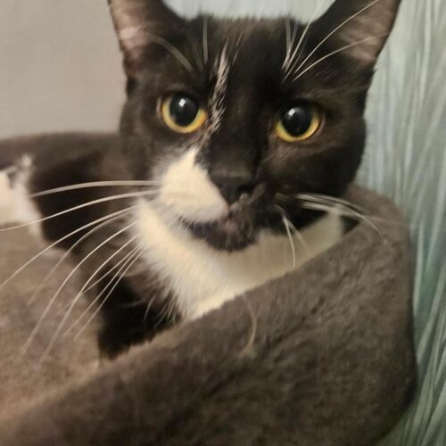 Savannah thumbnail 2