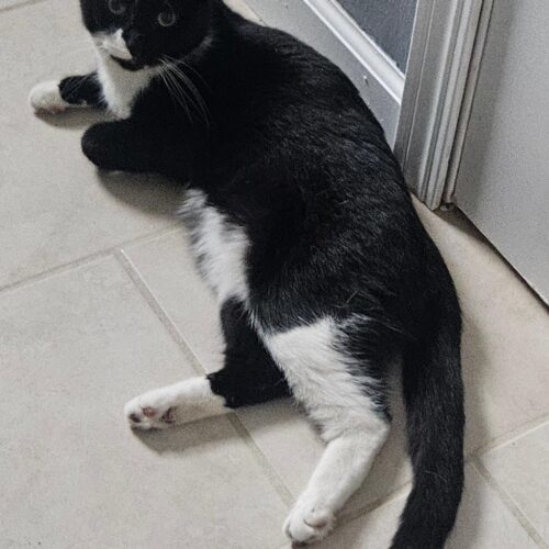 Savannah thumbnail 3