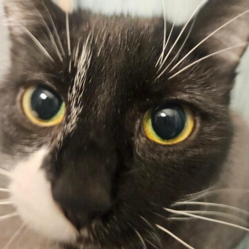 Savannah thumbnail 4