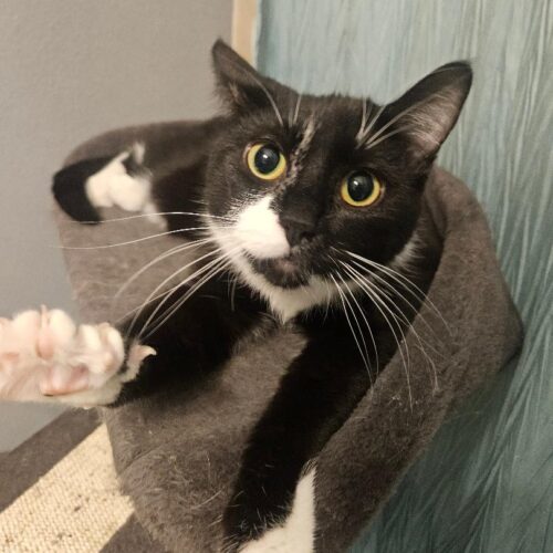 Savannah thumbnail 5