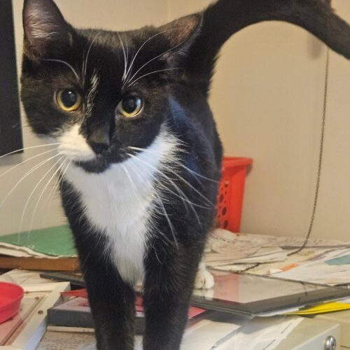 Savannah thumbnail 6