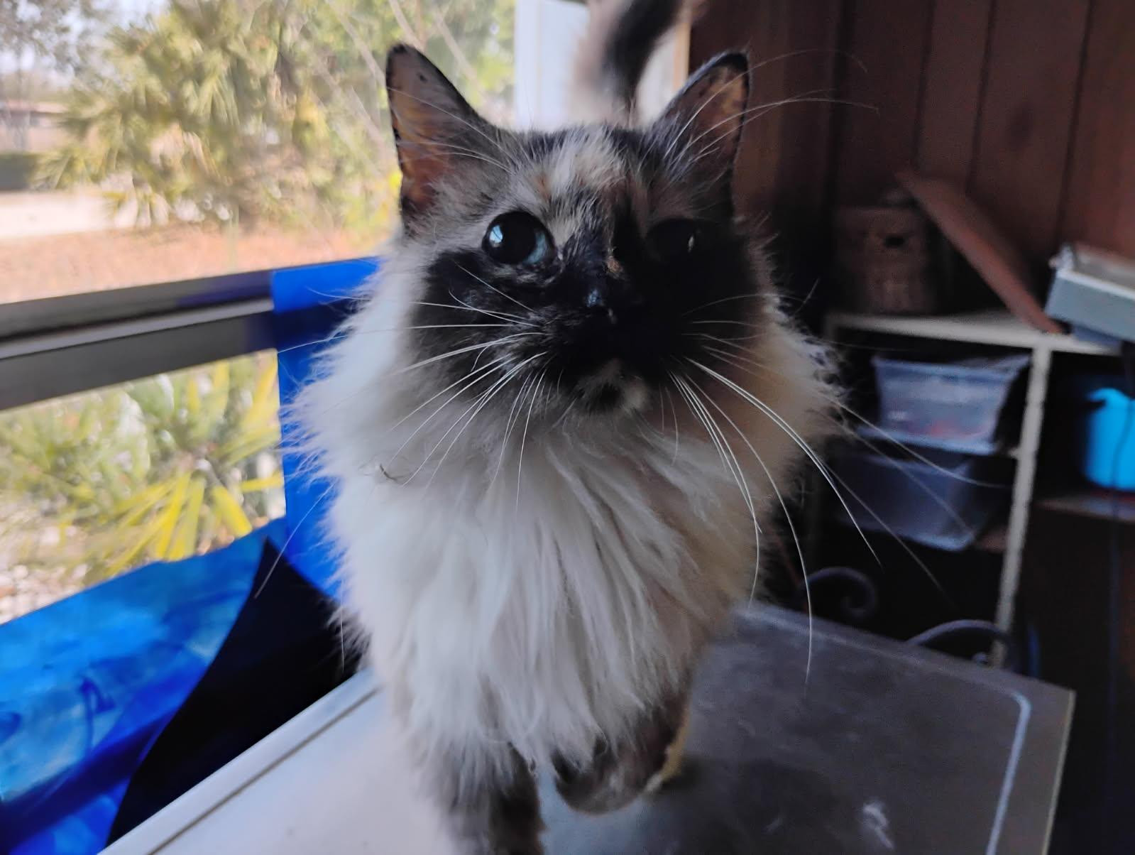 Poofy Louise