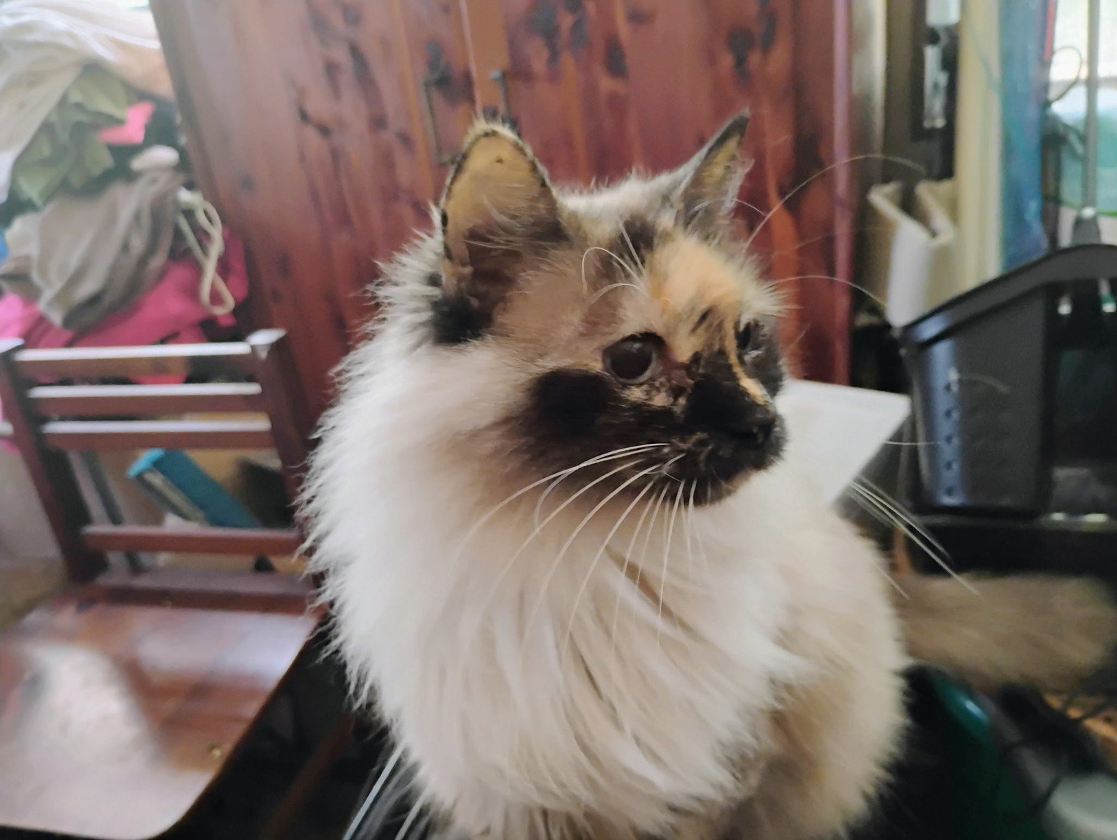 Poofy Louise