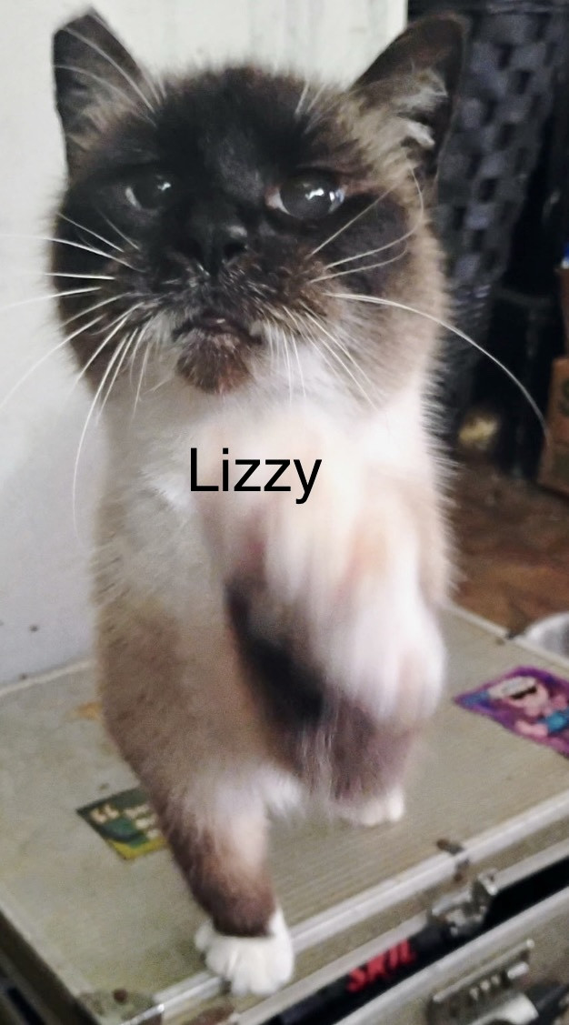 Lizzy