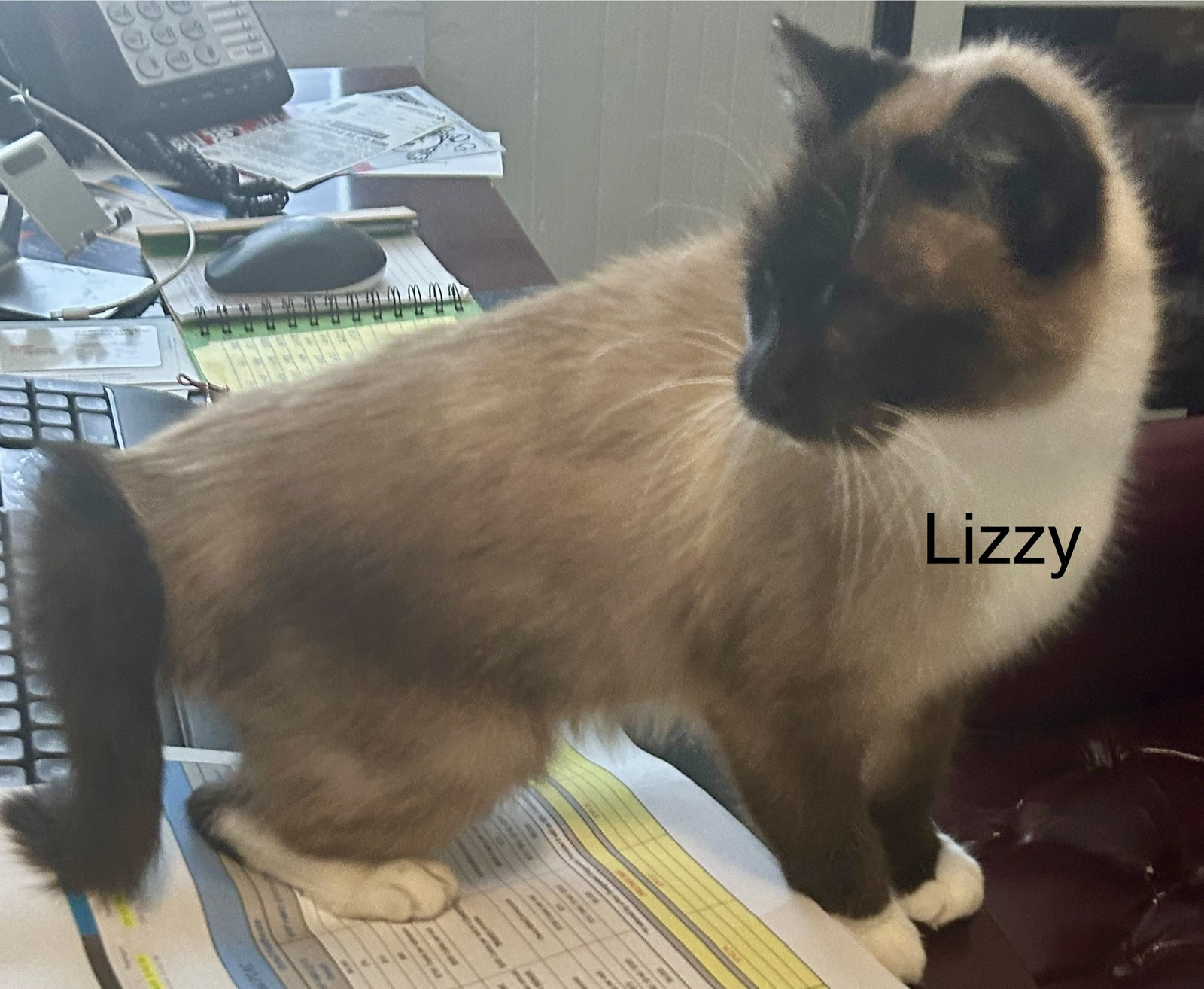 Lizzy
