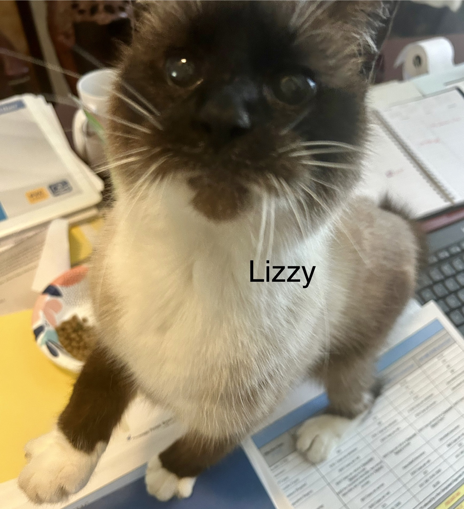 Lizzy