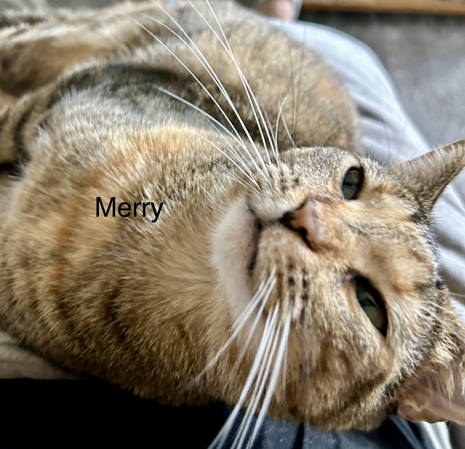 Merry