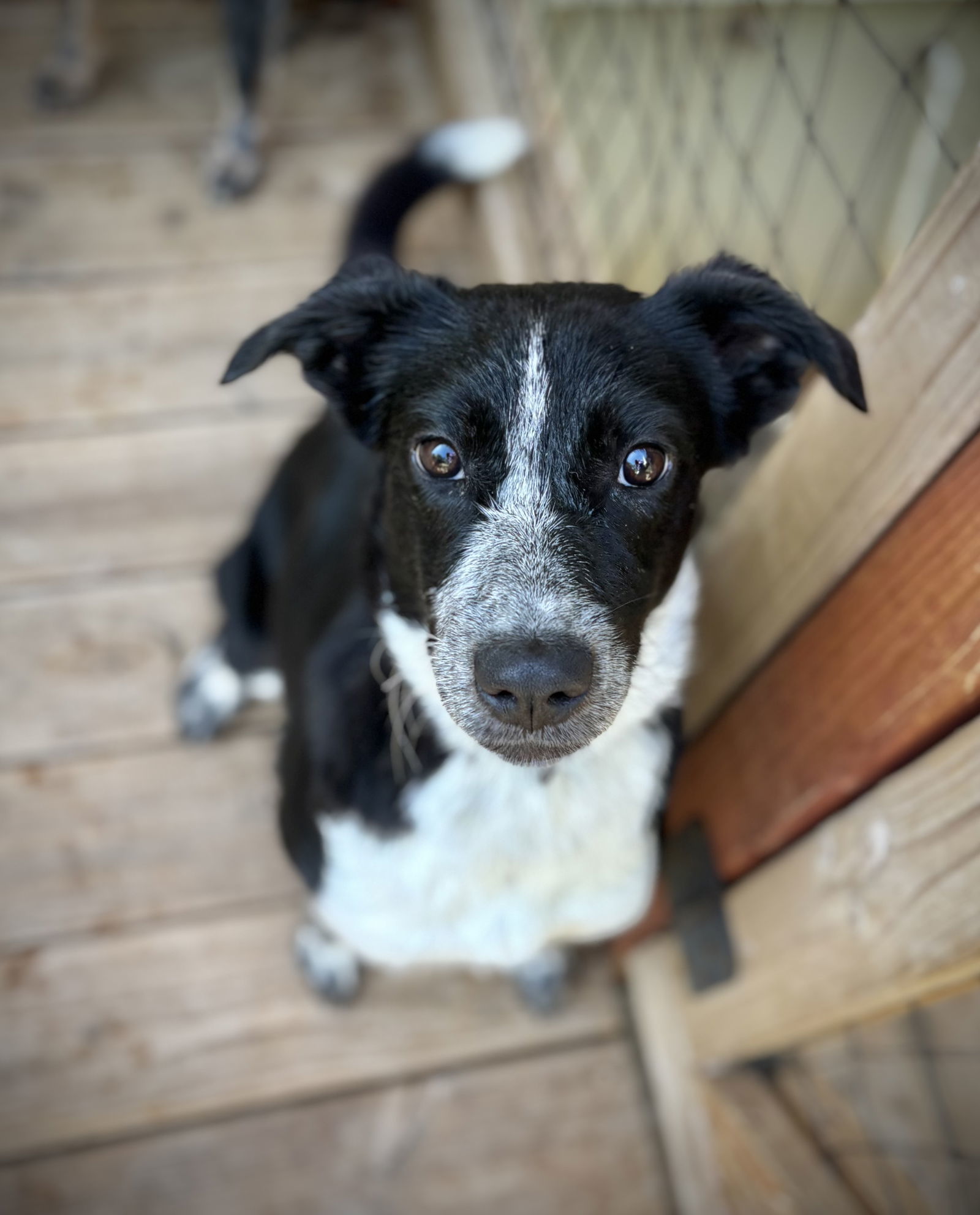 Teagan