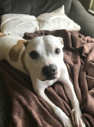 Harvey &amp; Izzy, Adult Female unknown