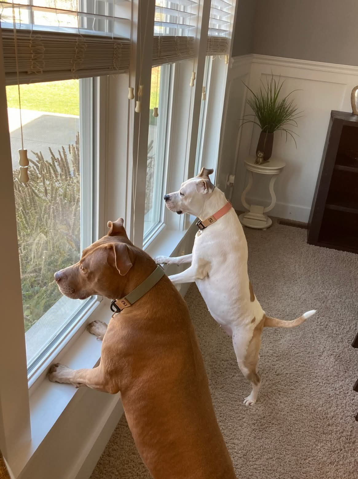 Harvey & Izzy
