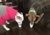 Harvey & Izzy photo 3