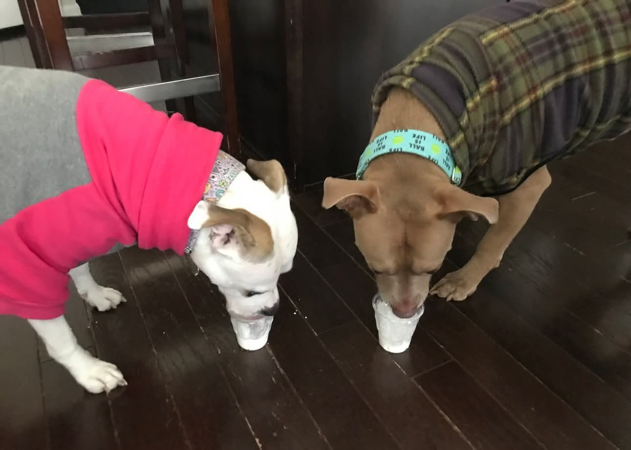 Harvey & Izzy