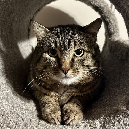 Buster, an adoptable Domestic Short Hair in Santa Fe, NM, 87501 | Photo Image 1