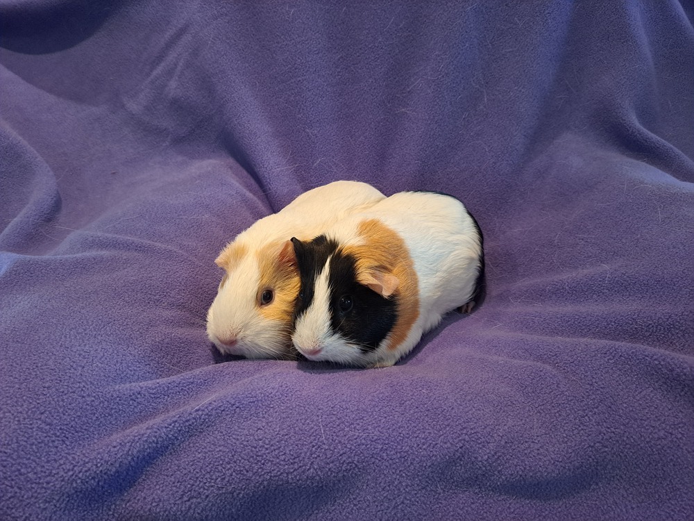 Poppy and Clover