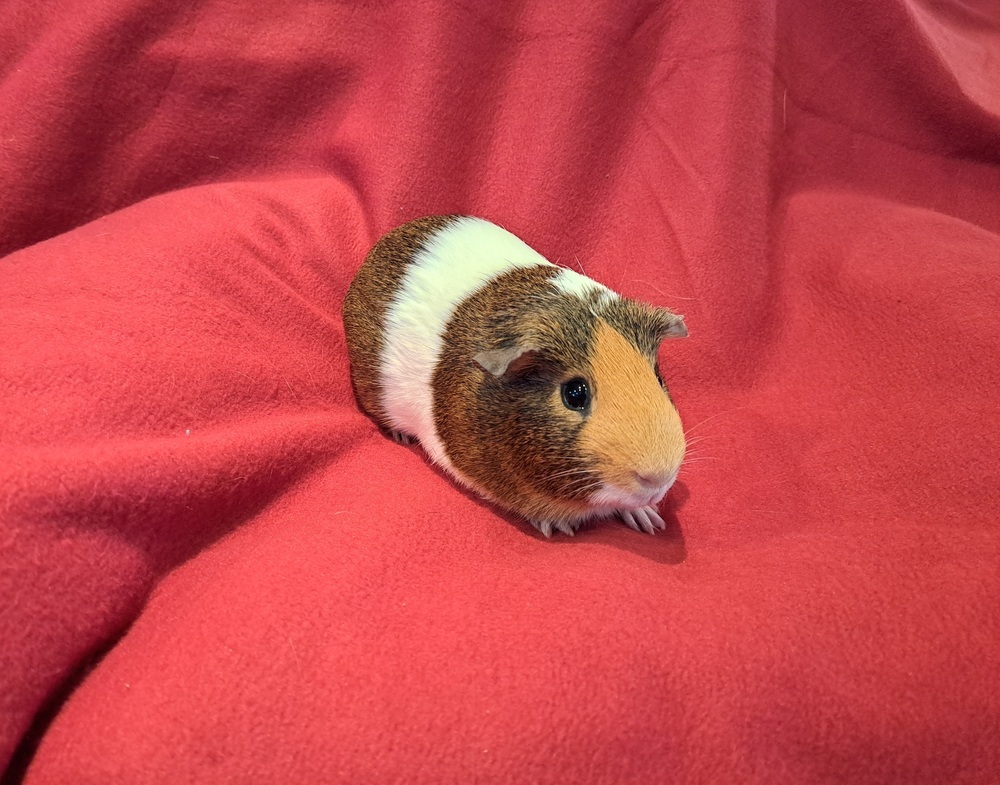 Edgar