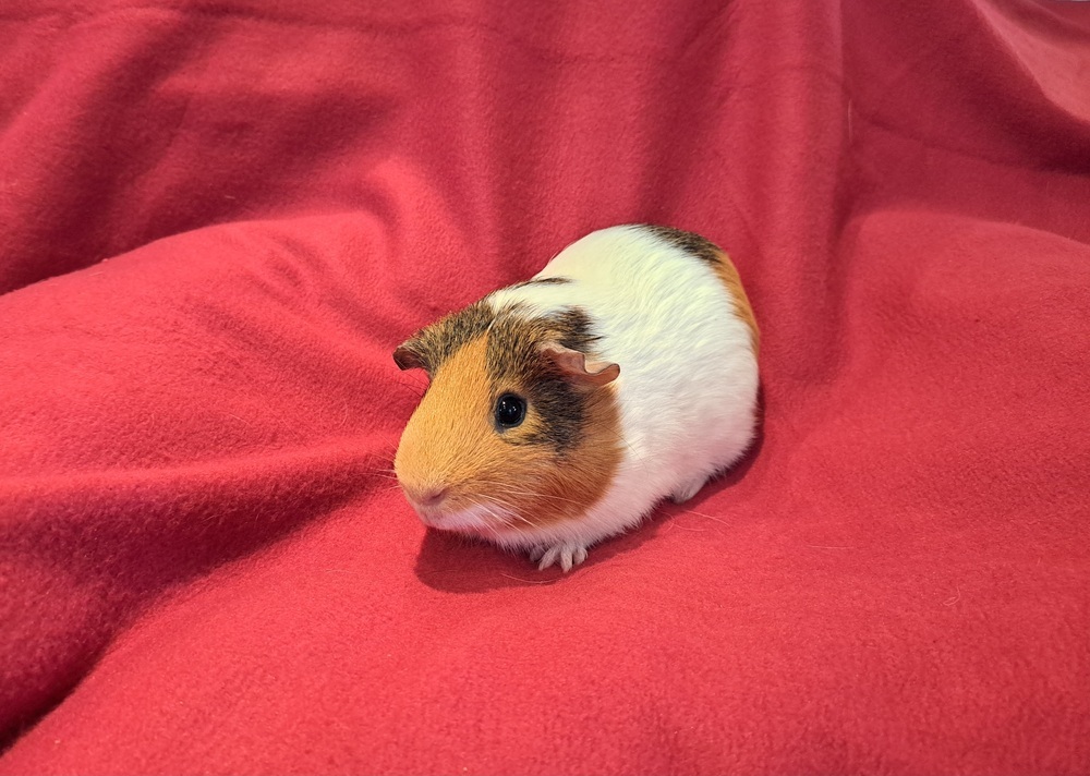 Edgar
