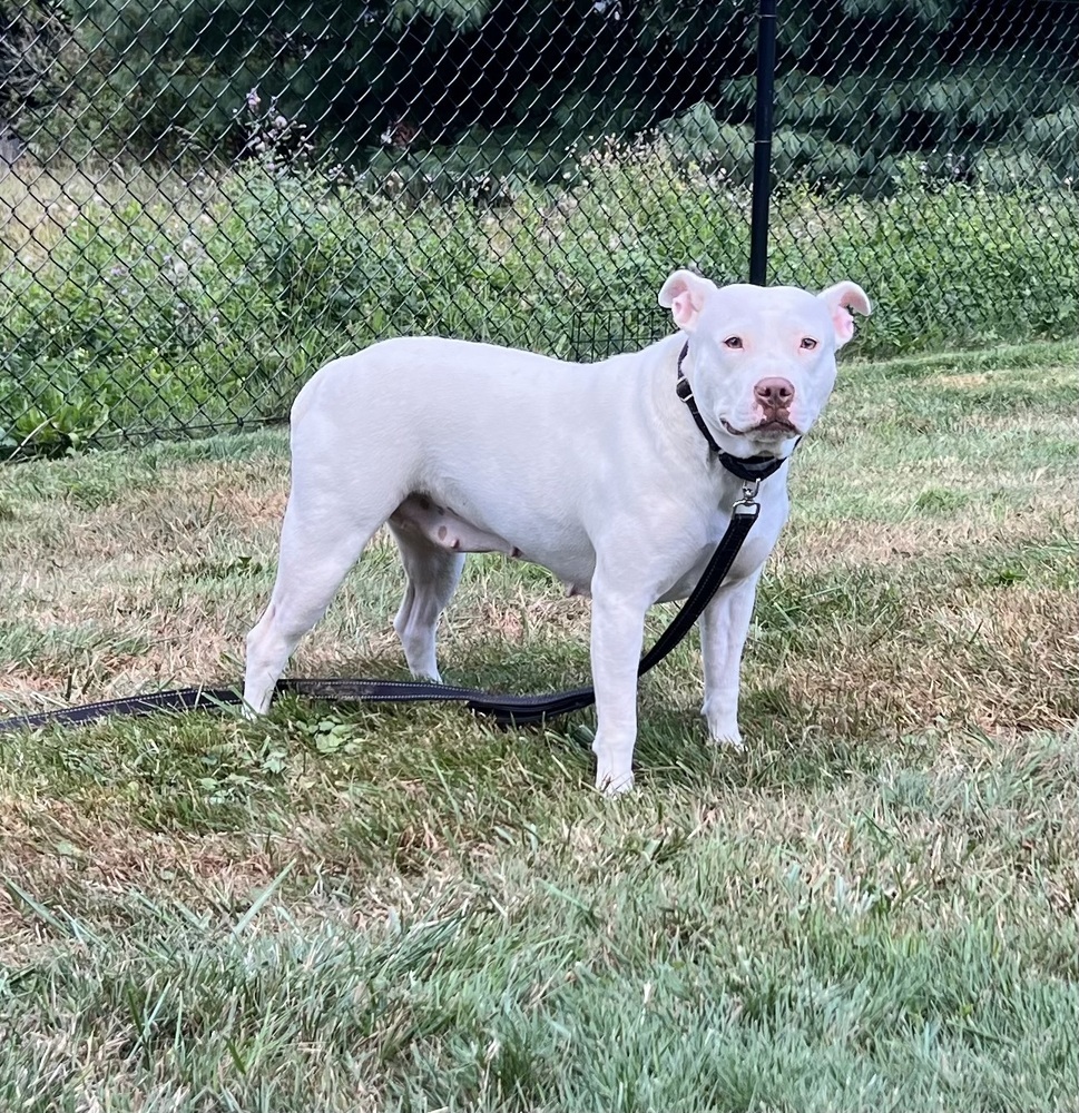 Athena