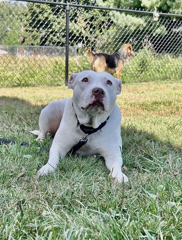 Athena