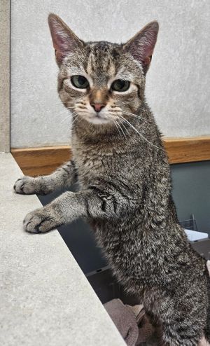 Cinderella, Adult Female Domestic Short Hair