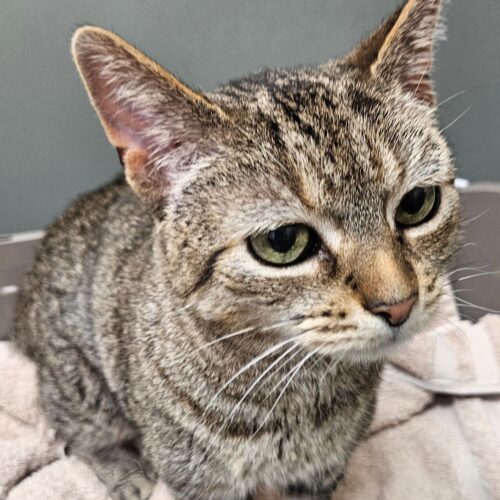 Cinderella thumbnail 2