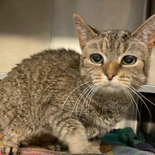 Cinderella thumbnail 3