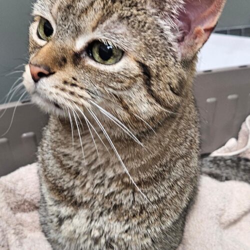 Cinderella thumbnail 4