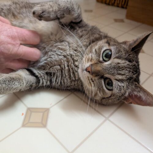 Cinderella thumbnail 5