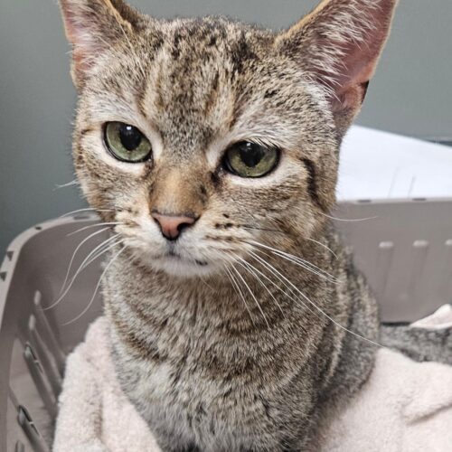 Cinderella thumbnail 6