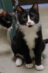 Inky (bonded with Crouton) photo 2