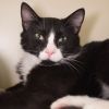 Inky (bonded with Crouton) photo 3