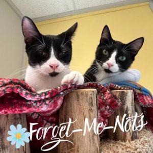 Crouton (bonded with Inky)