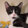 Crouton (bonded with Inky) photo 2