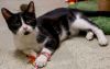 Crouton (bonded with Inky) photo 3