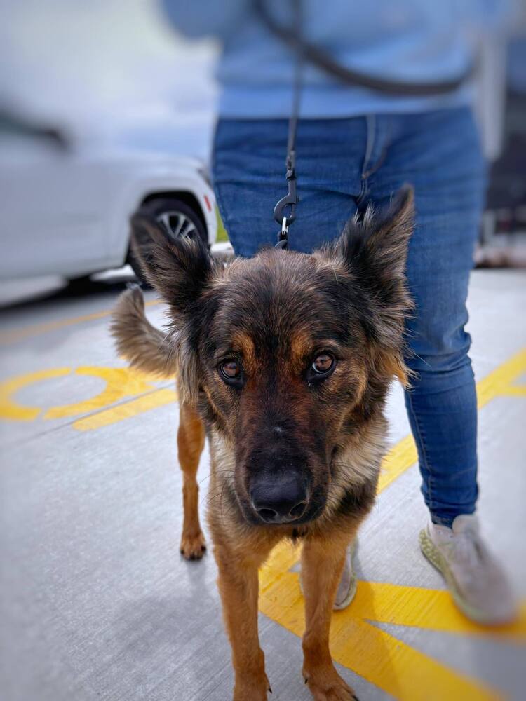 Luna, an adoptable German Shepherd Dog in Suamico, WI, 54173 | Photo Image 3