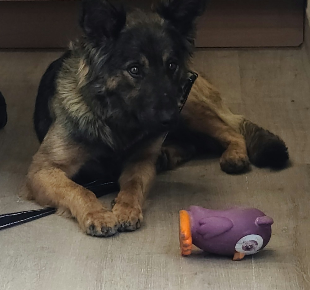 Luna, an adoptable German Shepherd Dog in Suamico, WI, 54173 | Photo Image 4