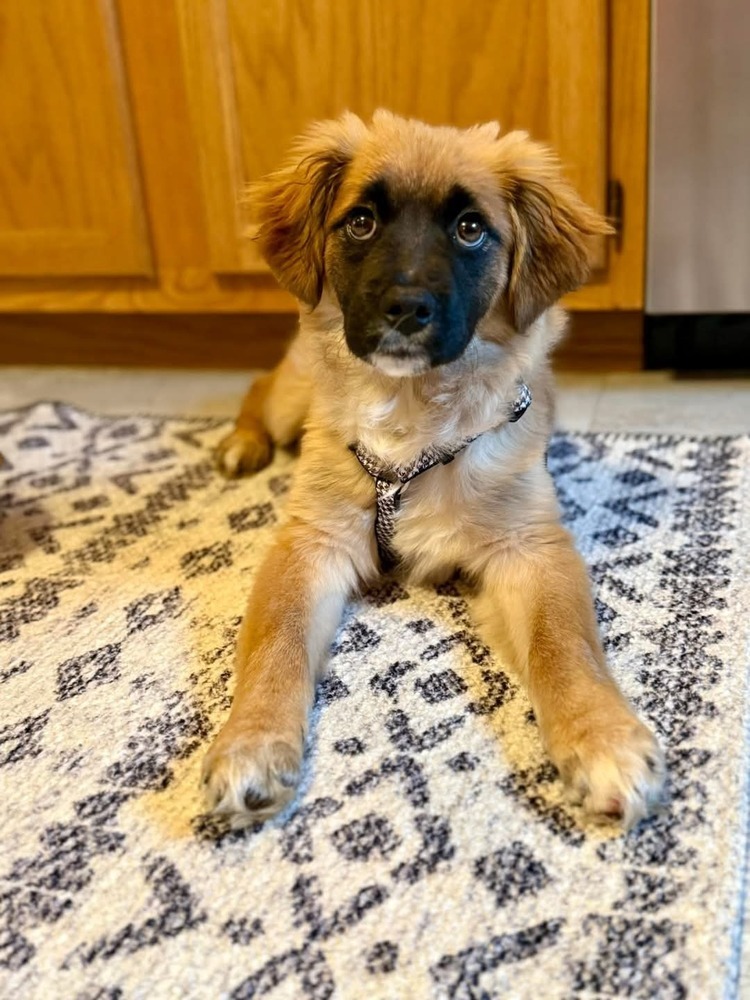 Mary Kate, an adoptable Spaniel in Suamico, WI, 54173 | Photo Image 1