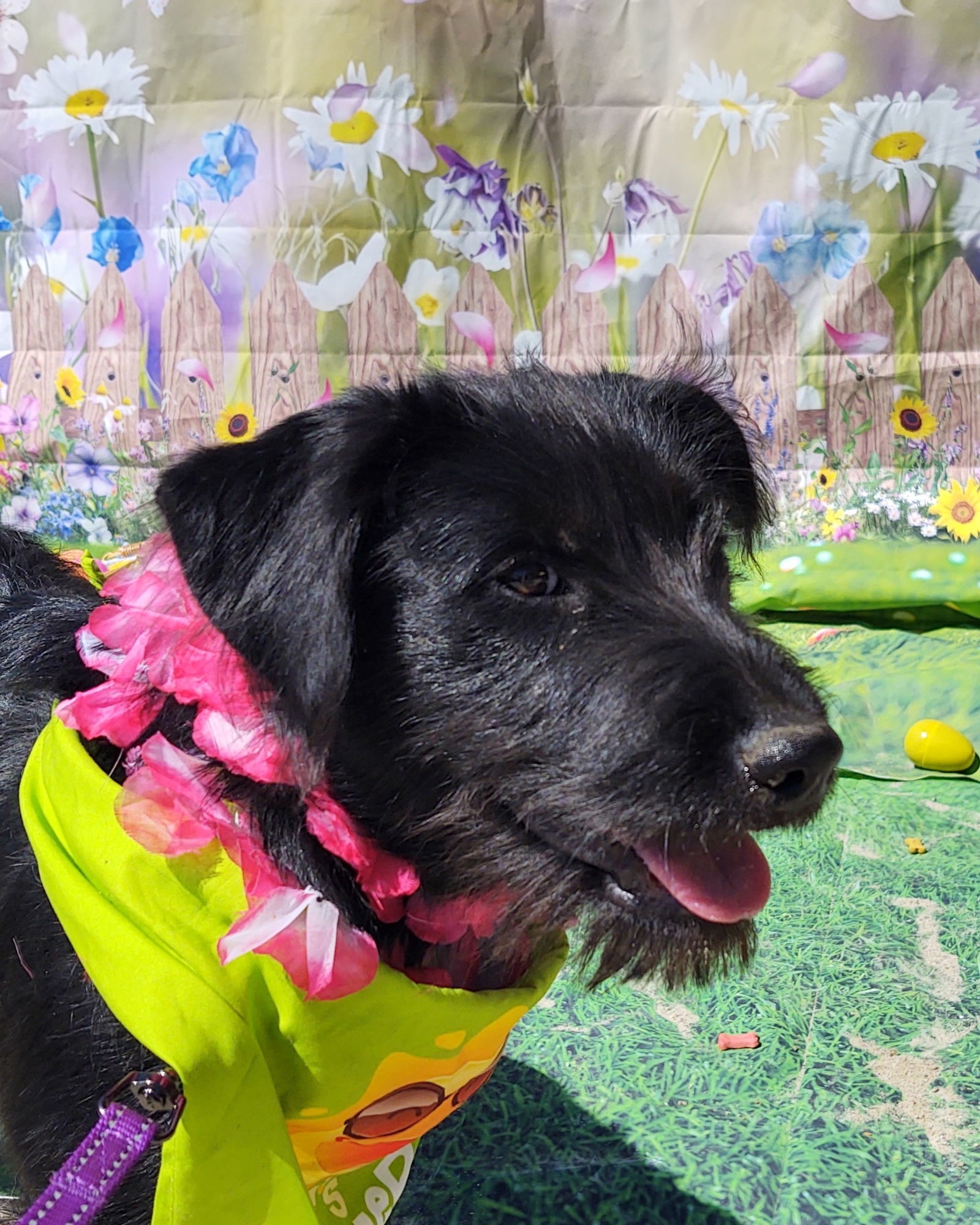 Lilly- in New England