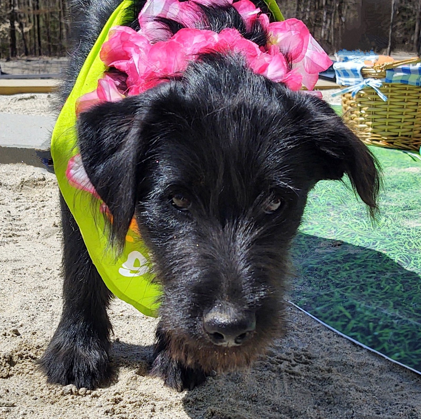 Lilly- in New England